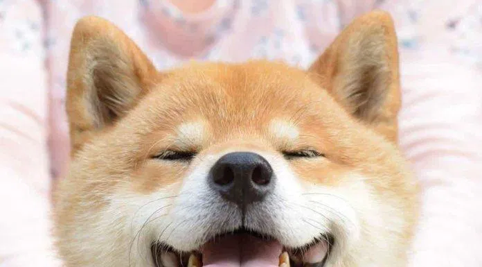 Khuôn mặt tròn của Shiba rất dễ lấy lòng những người yêu thú cưng (Ảnh: Internet). Khuôn mặt tròn của Shiba rất dễ lấy lòng những người yêu thú cưng (Ảnh: Internet).