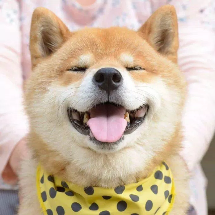 Khuôn mặt tròn của Shiba rất dễ lấy lòng những người yêu thú cưng (Ảnh: Internet). Khuôn mặt tròn của Shiba rất dễ lấy lòng những người yêu thú cưng (Ảnh: Internet).
