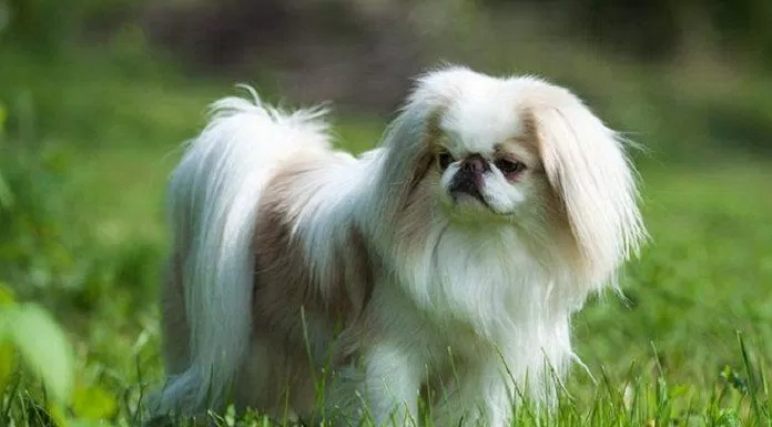 Chó Chin Nhật có bộ lông dày và dài rất sang trọng quý phái (Ảnh: Internet).