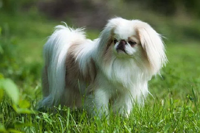 Chó Chin Nhật có bộ lông dày và dài rất sang trọng quý phái (Ảnh: Internet).