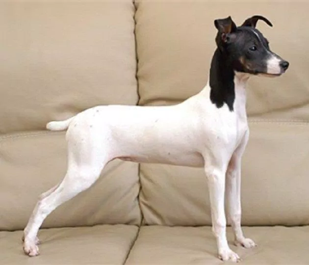 Chó sục Nhật Bản có thân hình thon gọn và rất hiếu động (Ảnh: Internet). Chó sục Nhật Bản có thân hình thon gọn và rất hiếu động (Ảnh: Internet).