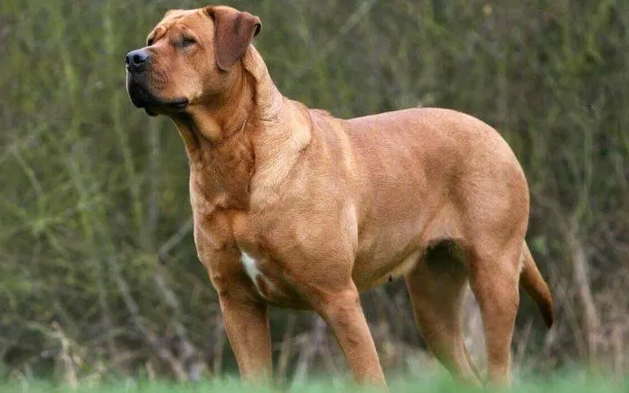 Chó Tosa có thân hình cao lớn và được dùng để chiến đấu (Ảnh: Internet).