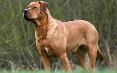 Chó Tosa có thân hình cao lớn và được dùng để chiến đấu (Ảnh: Internet).