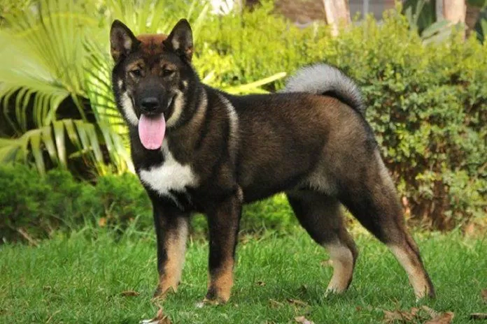 Giống chó Shikoku được công nhận là báu vật quốc gia vào năm 1937 (Ảnh: Internet).