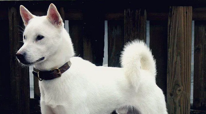 Chó Kishu có màu lông trắng rất đẹp (Ảnh: Internet). Chó Kishu có màu lông trắng rất đẹp (Ảnh: Internet).