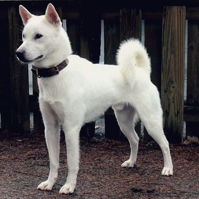 Chó Kishu có màu lông trắng rất đẹp (Ảnh: Internet).