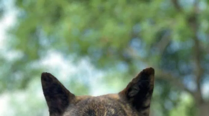 Chó Kai có màu lông sẫm rất thích hợp để đi săn (Ảnh: Internet).