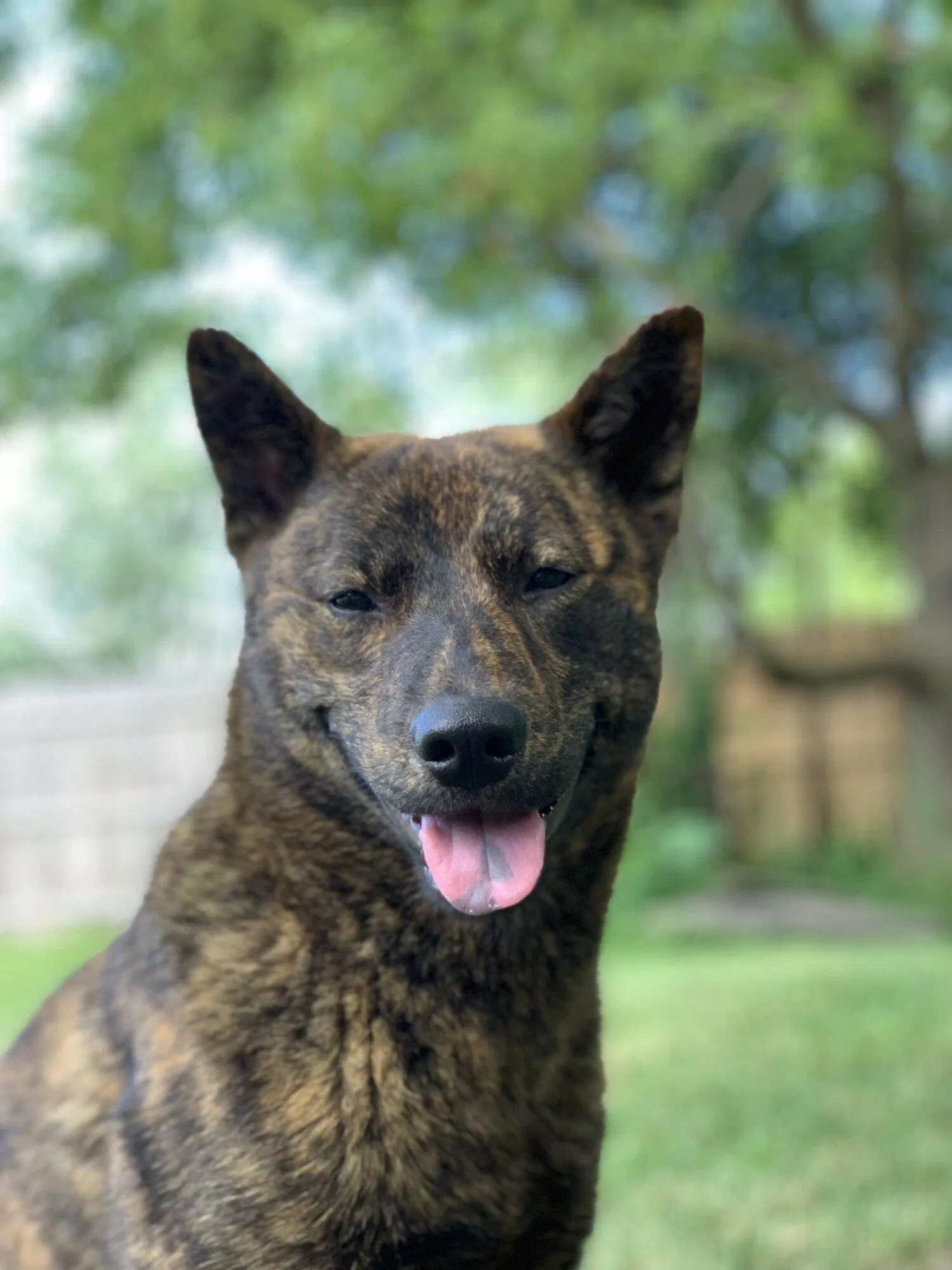 Chó Kai có màu lông sẫm rất thích hợp để đi săn (Ảnh: Internet). Chó Kai có màu lông sẫm rất thích hợp để đi săn (Ảnh: Internet).