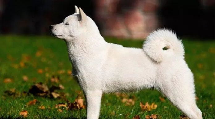 Chó Hokkaido được công nhận là báu vật quốc gia năm 1937 (Ảnh: Internet).
