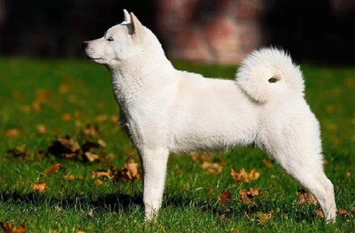 Chó Hokkaido được công nhận là báu vật quốc gia năm 1937 (Ảnh: Internet).