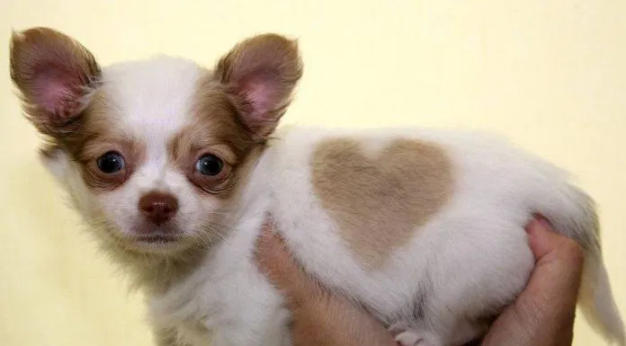 Chihuahua là giống chó được nuôi nhiều nhất tại Nhật Bản trong năm 2020 (Ảnh: Internet). Chihuahua là giống chó được nuôi nhiều nhất tại Nhật Bản trong năm 2020 (Ảnh: Internet).
