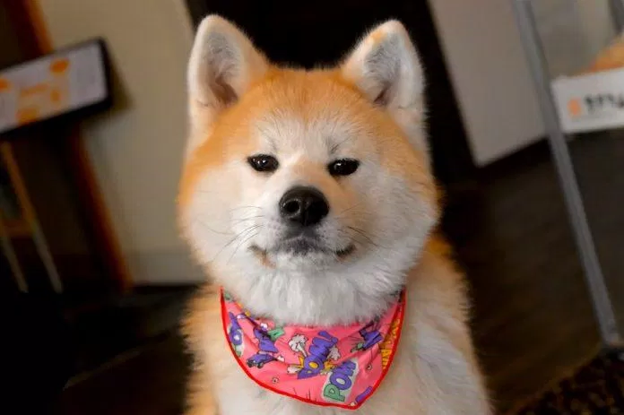 Đối với nhiều người Nhật thì chó Shiba vẫn luôn là số một (Ảnh: Internet).