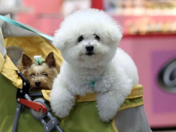Những chú chó nhỏ xinh được người Nhật cưng như cưng trứng (Ảnh: Internet).