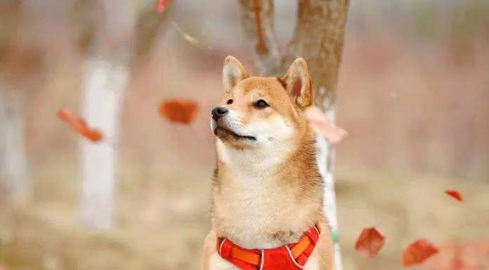 Chó Shiba vẫn là biểu tượng của lòng trung thành được người Nhật vô cùng yêu quý (Ảnh: Internet).