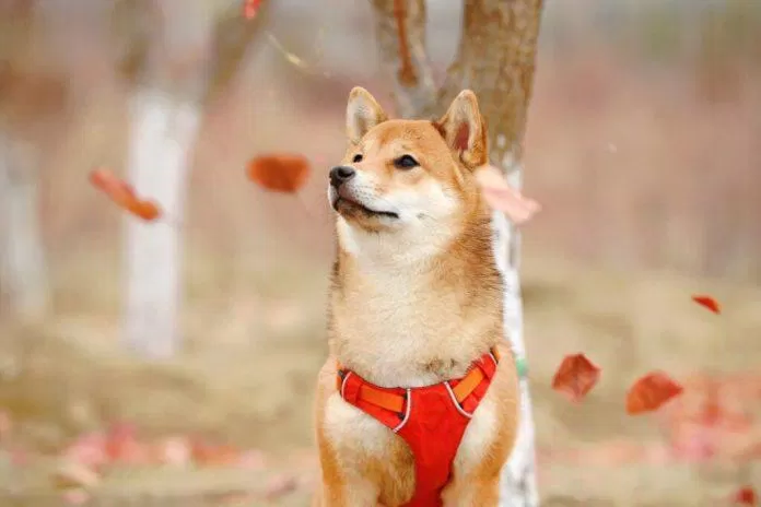 Chó Shiba vẫn là biểu tượng của lòng trung thành được người Nhật vô cùng yêu quý (Ảnh: Internet). Chó Shiba vẫn là biểu tượng của lòng trung thành được người Nhật vô cùng yêu quý (Ảnh: Internet).