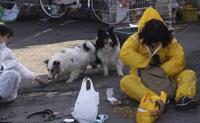 Có thể bắt gặp những chú chó vô chủ lang thang kiếm ăn trên đường phố Nhật Bản (Ảnh: Internet).