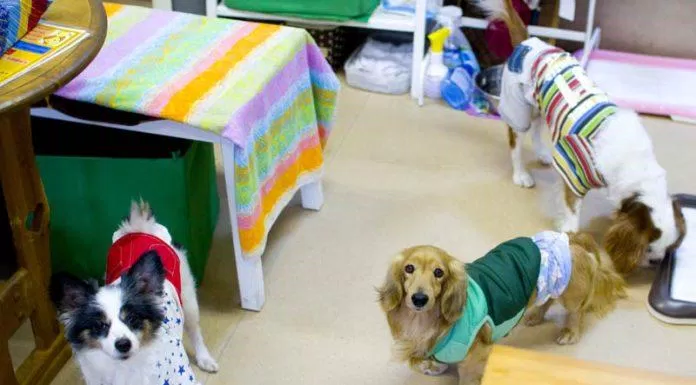 Các tiệm như Hogoken Cafe là nơi trú ẩn cho những chú cún bị bỏ rơi chờ tìm chủ mới (Ảnh: Internet).