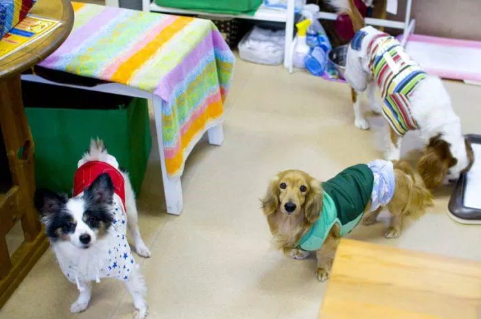 Các tiệm như Hogoken Cafe là nơi trú ẩn cho những chú cún bị bỏ rơi chờ tìm chủ mới (Ảnh: Internet).
