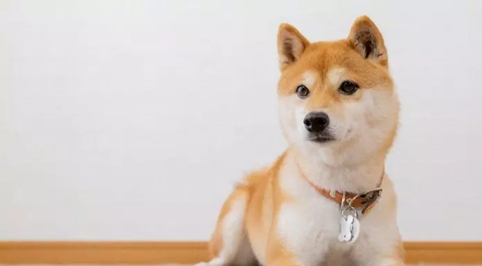 Shiba là giống chó bản địa được người Nhật rất yêu thích (Ảnh: Internet).