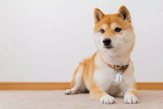 Shiba là giống chó bản địa được người Nhật rất yêu thích (Ảnh: Internet). Shiba là giống chó bản địa được người Nhật rất yêu thích (Ảnh: Internet).