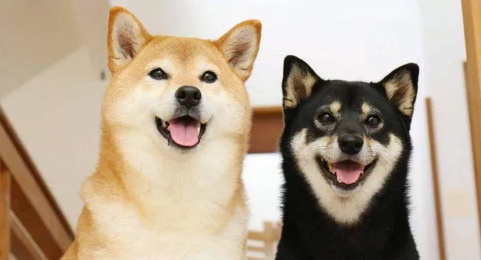Chó Shiba có thể mang bộ lông màu đen ít thấy hơn (Ảnh: Internet).