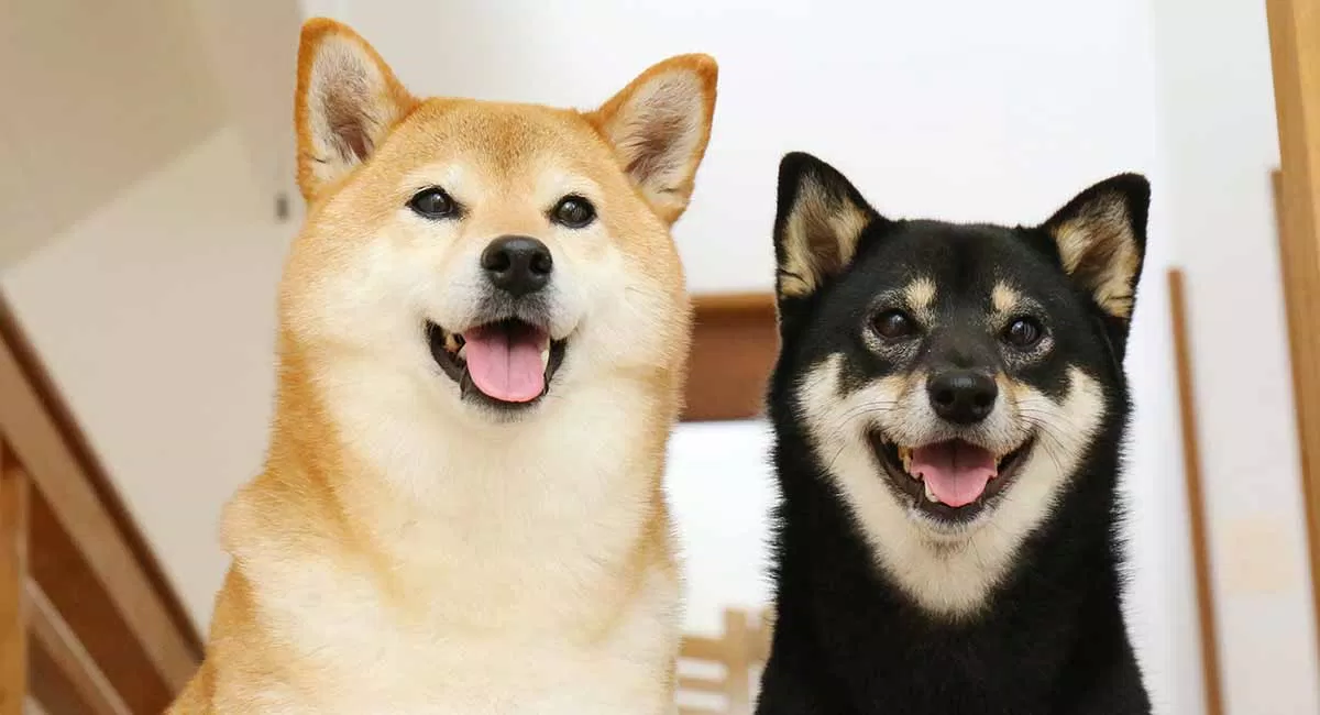 Chó Shiba có thể mang bộ lông màu đen ít thấy hơn (Ảnh: Internet). Chó Shiba có thể mang bộ lông màu đen ít thấy hơn (Ảnh: Internet).