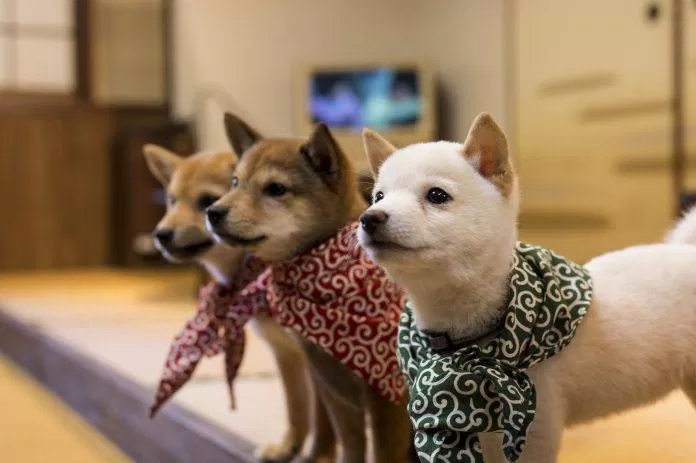 Các chú chó là bạn thân của con người trong các gia đình Nhật (Ảnh: Internet).