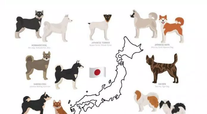 Người Nhật đã lai tạo ra nhiều giống chó được yêu mến trên thế giới (Ảnh: Internet).