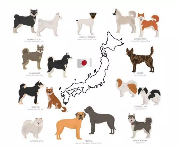 Người Nhật đã lai tạo ra nhiều giống chó được yêu mến trên thế giới (Ảnh: Internet).