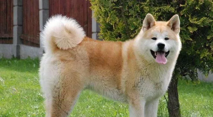 Akita được người Nhật coi là giống chó hoàng gia (Ảnh: Internet).