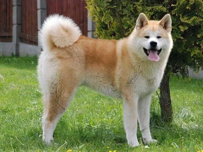 Akita được người Nhật coi là giống chó hoàng gia (Ảnh: Internet).