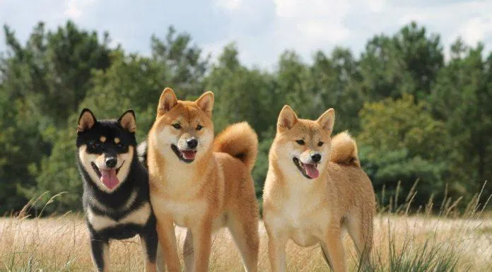 Giống chó Shiba có thân hình nhỏ hơn Akita một chút, nhưng độ trung thành và quý chủ thì miễn chê! (Ảnh: Internet). Giống chó Shiba có thân hình nhỏ hơn Akita một chút, nhưng độ trung thành và quý chủ thì miễn chê! (Ảnh: Internet).