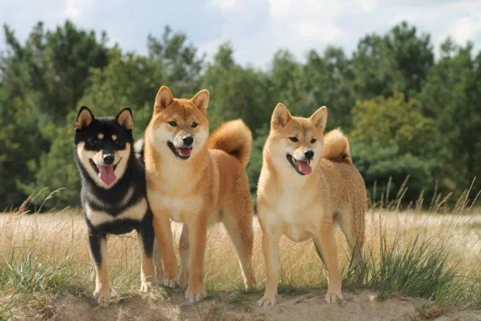 Giống chó Shiba có thân hình nhỏ hơn Akita một chút, nhưng độ trung thành và quý chủ thì miễn chê! (Ảnh: Internet).