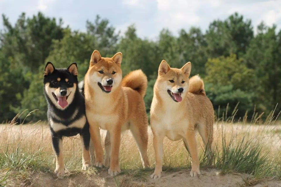 Giống chó Shiba có thân hình nhỏ hơn Akita một chút, nhưng độ trung thành và quý chủ thì miễn chê! (Ảnh: Internet). Giống chó Shiba có thân hình nhỏ hơn Akita một chút, nhưng độ trung thành và quý chủ thì miễn chê! (Ảnh: Internet).