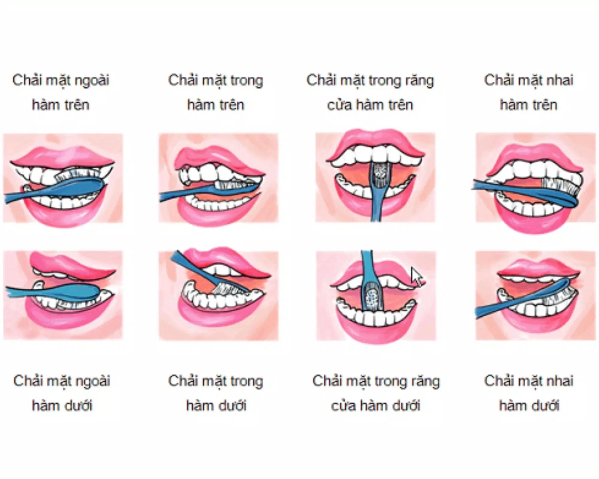 Đánh răng trong khoảng 2 - 3 phút để làm sạch hoàn toàn răng của bạn. (Nguồn: Internet)