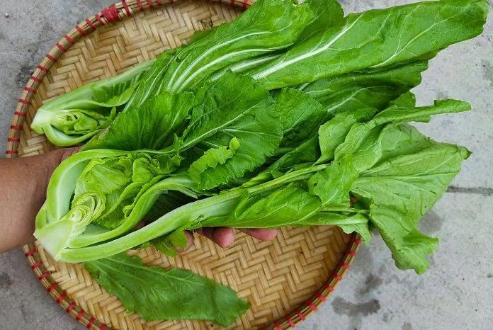 Cải bẹ xanh có lượng calo thấp nhưng lại cung cấp được nhiều vitamin, khoáng chất cần thiết cho cơ thể. (Nguồn: Internet) Cải bẹ xanh có lượng calo thấp nhưng lại cung cấp được nhiều vitamin, khoáng chất cần thiết cho cơ thể. (Nguồn: Internet)