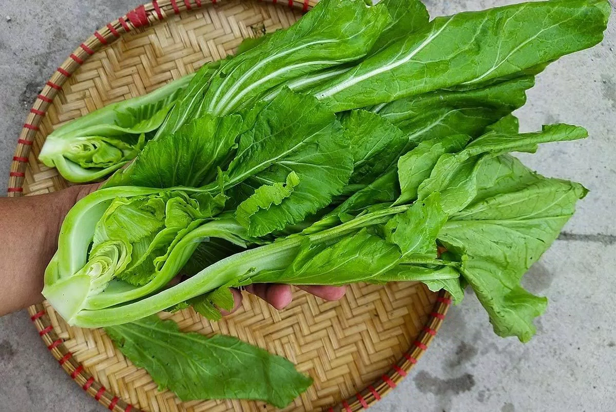 Cải bẹ xanh có lượng calo thấp nhưng lại cung cấp được nhiều vitamin, khoáng chất cần thiết cho cơ thể. (Nguồn: Internet) Cải bẹ xanh có lượng calo thấp nhưng lại cung cấp được nhiều vitamin, khoáng chất cần thiết cho cơ thể. (Nguồn: Internet)