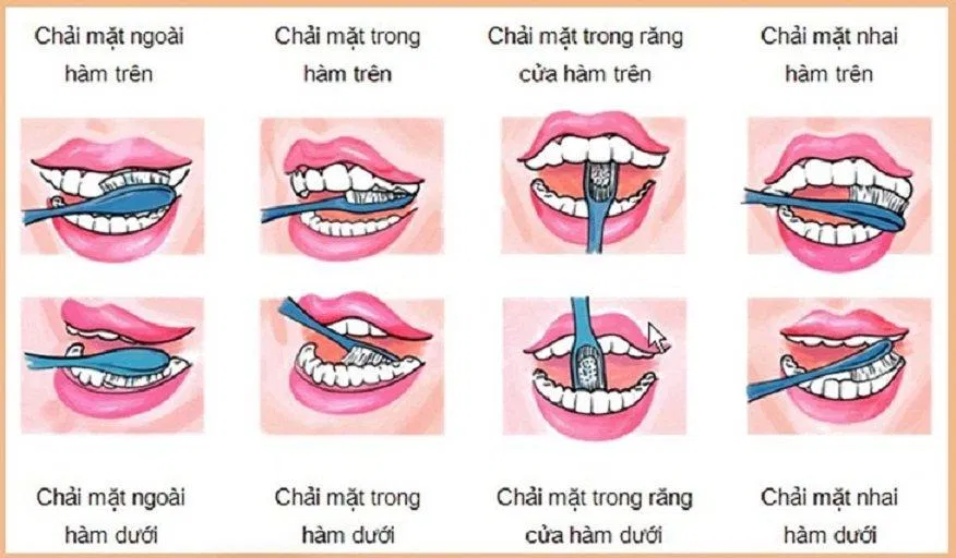 Cách chải răng đúng theo hướng dẫn của nha sĩ (Nguồn: Internet). Cách chải răng đúng theo hướng dẫn của nha sĩ (Nguồn: Internet).