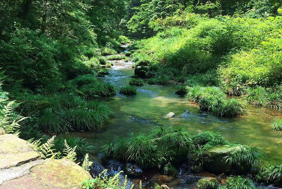 Dòng suối nhỏ chảy qua rừng cây tạo nên khung cảnh yên bình tĩnh lặng (Ảnh: Internet). Dòng suối nhỏ chảy qua rừng cây tạo nên khung cảnh yên bình tĩnh lặng (Ảnh: Internet).