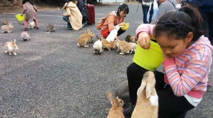 Bầy thỏ rất thích thú  dao-tho-11