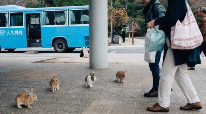 Những chú thỏ  dao-tho-10