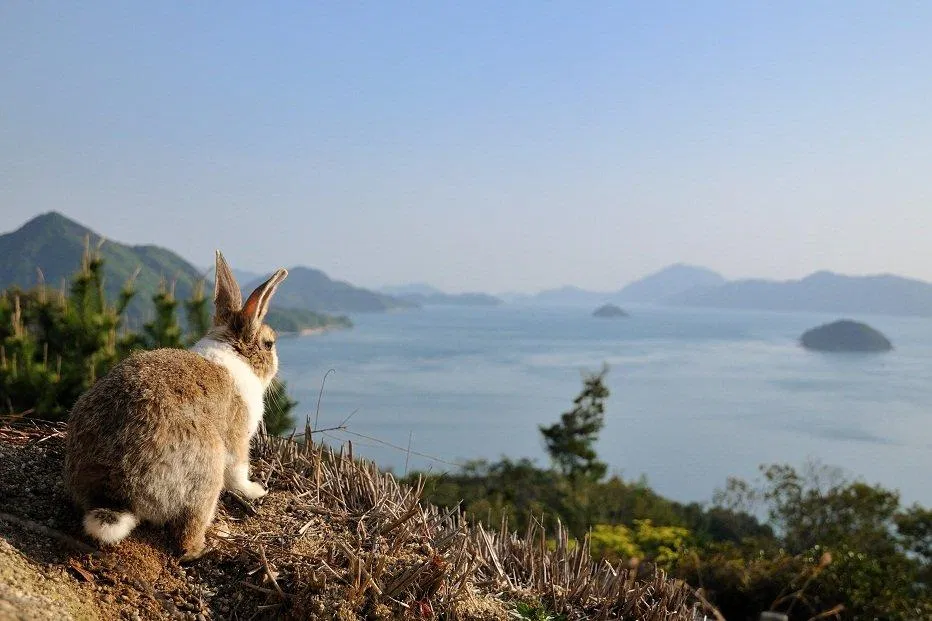 Một chú thỏ "trầm tư" ngắm cảnh biển từ đảo Okunoshima (Ảnh: Internet). Một chú thỏ "trầm tư" ngắm cảnh biển từ đảo Okunoshima (Ảnh: Internet).