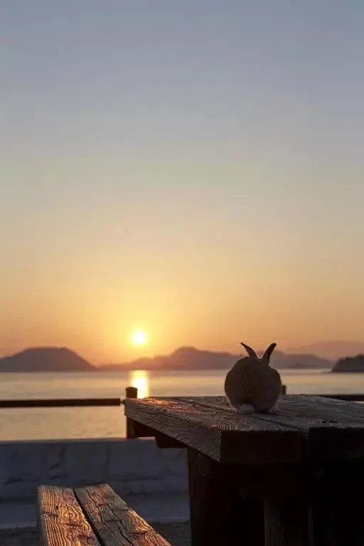 Chú thỏ ngắm hoàng hôn, khung cảnh rất chill và thú vị! (Ảnh: Internet). Chú thỏ ngắm hoàng hôn, khung cảnh rất chill và thú vị! (Ảnh: Internet).