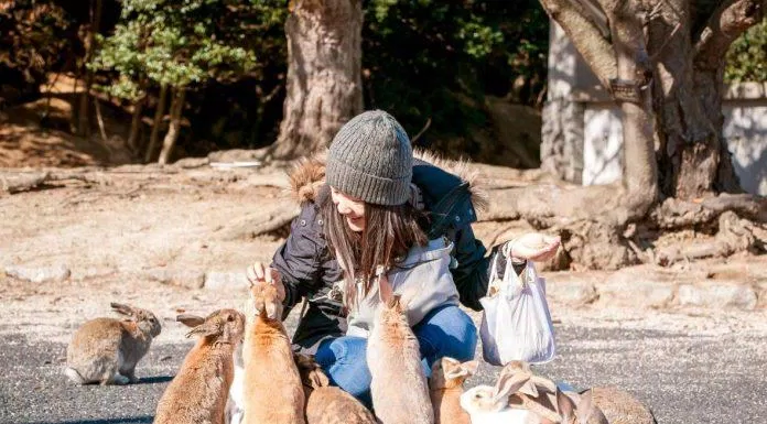 Cho thỏ ăn là thú vui hấp dẫn du khách khắp nơi đến với đảo Okunoshima (Ảnh: Internet) dao-tho-5