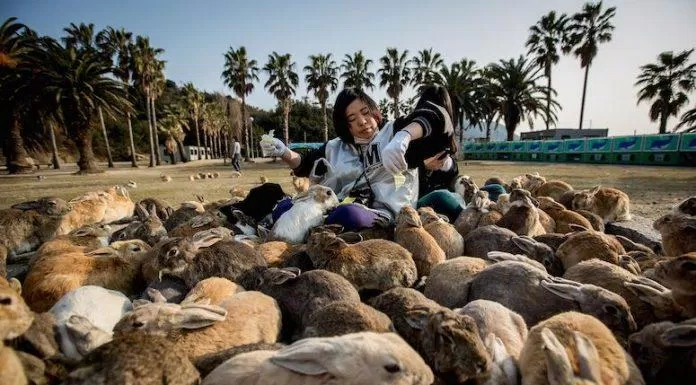 Một du khách cẩn thận tới mức đeo găng tay khi cho thỏ ăn (Ảnh: Internet) dao-tho-7