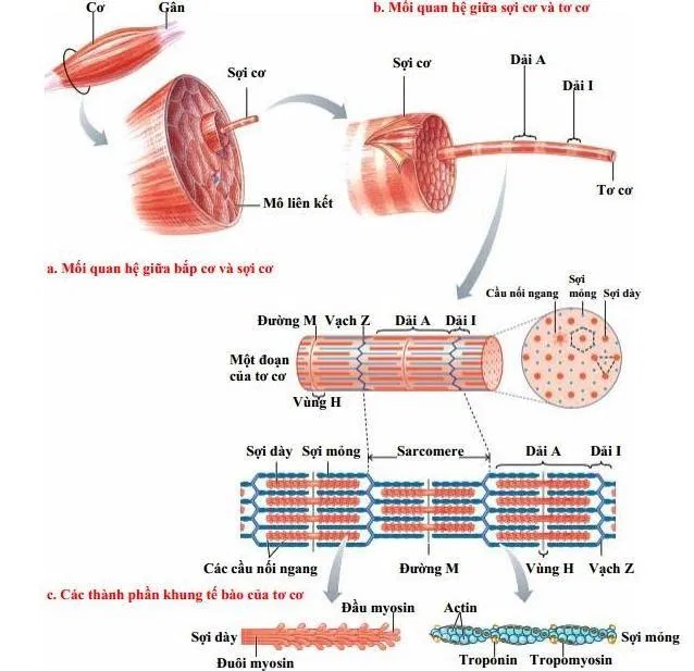 Cấu tạo vi thể của cơ bắp gồm nhiều cấp độ khác nhau (Ảnh: Internet). Cấu tạo vi thể của cơ bắp gồm nhiều cấp độ khác nhau (Ảnh: Internet).
