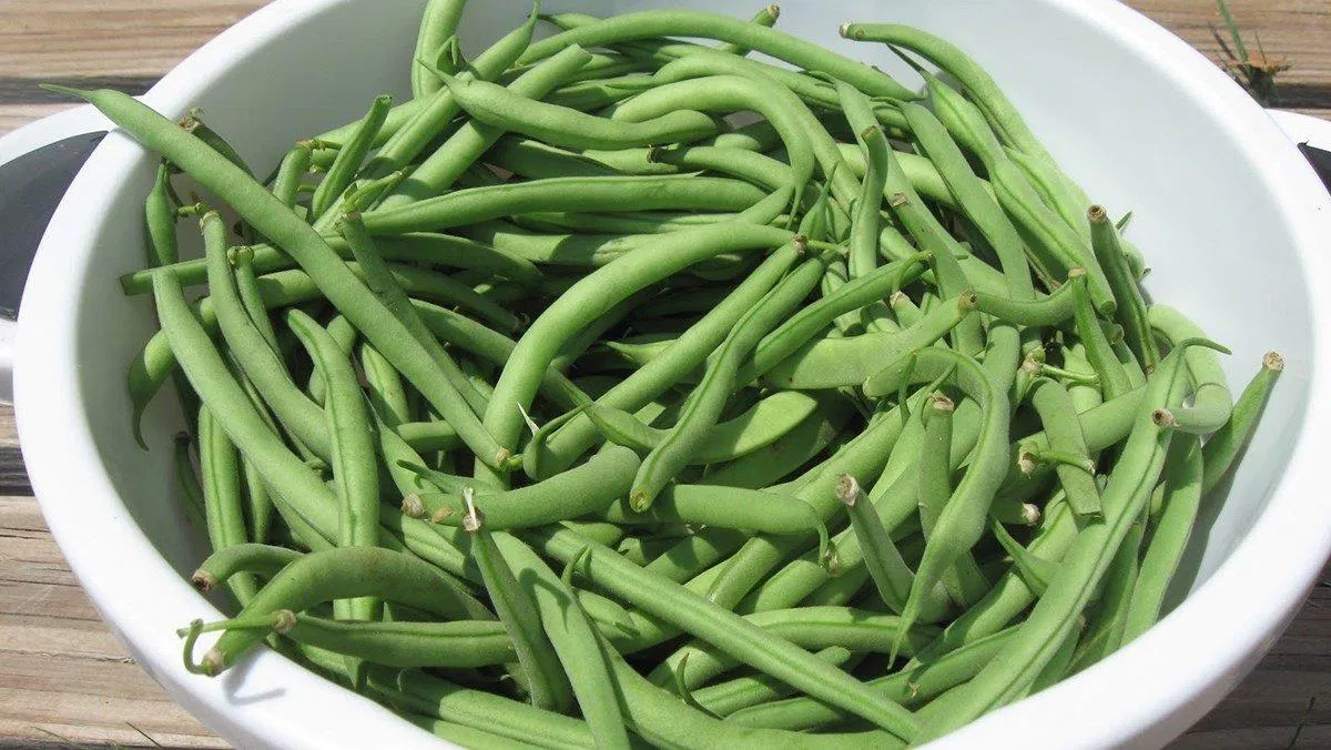 Đậu cô ve giúp ngăn ngừa loãng xương hiệu quả. (Nguồn: Internet) Đậu cô ve giúp ngăn ngừa loãng xương hiệu quả. (Nguồn: Internet)