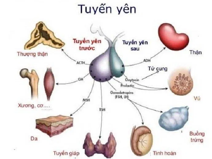 Tuyến yên là cơ quan tiết ra nhiều hormone, trong đó có các hormone điều hòa sinh dục (Ảnh: Internet). Tuyến yên là cơ quan tiết ra nhiều hormone, trong đó có các hormone điều hòa sinh dục (Ảnh: Internet).