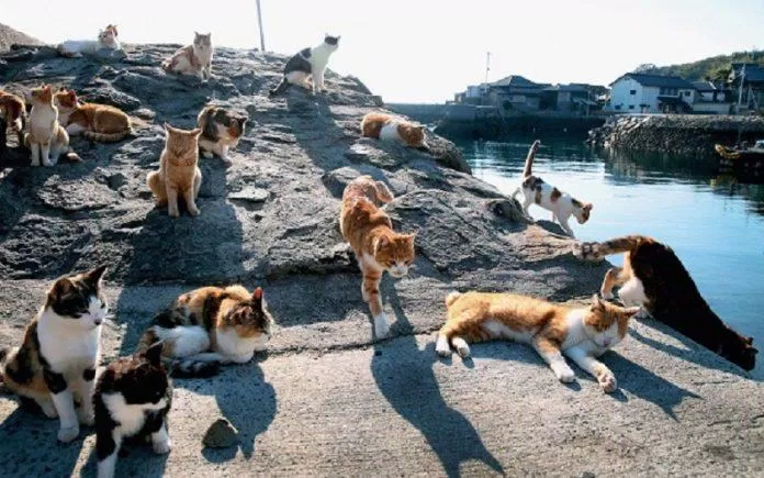 Đảo Mèo Aoshima là một "đặc sản" của ngành du lịch Nhật Bản, món quà tuyệt vời dành tặng các du khách có tâm hồn yêu động vật và thích thiên nhiên (Ảnh: Internet).