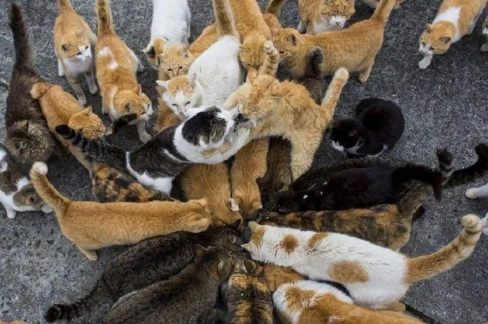Đất chật mà mèo thì đông nên mỗi khi có người cho ăn là cảnh tranh giành nhau xí phần lại diễn ra như thế này đây (Ảnh: Internet).